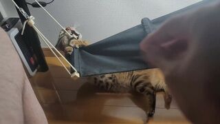 Pussy wants you to take care of her, so she plays tricks under the desk ... .