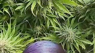 HoneyBunnz sucks dick in weed farm