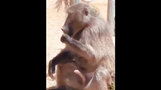 Monkey masturbate and eat his sperm