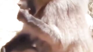 Monkey masturbate and eat his sperm